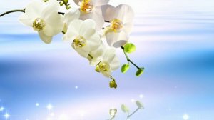 Футаж. Цветы над водой 2