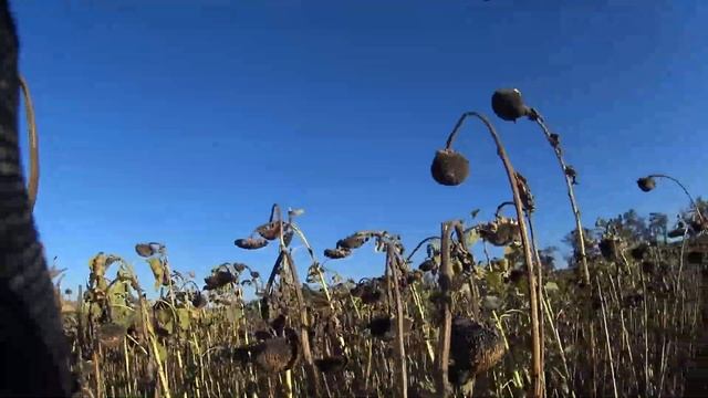 Охота на голубя. Охота на подсолнухе.#CтепнаяТропа#охота смотреть онлайн