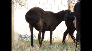 Гиссарская порода баран. На фотографиях запечетлены ярочки шестимесячные ,гиссарской породы. 2017го