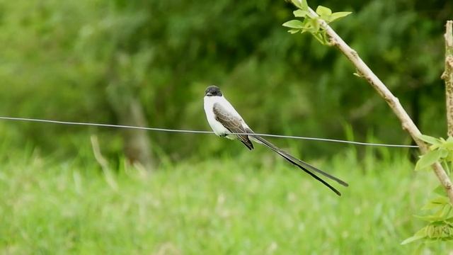Нервная успокаивающая музыка Лечебная музыка для сердца и сосудов, релаксация, музыка для души смотреть онлайн