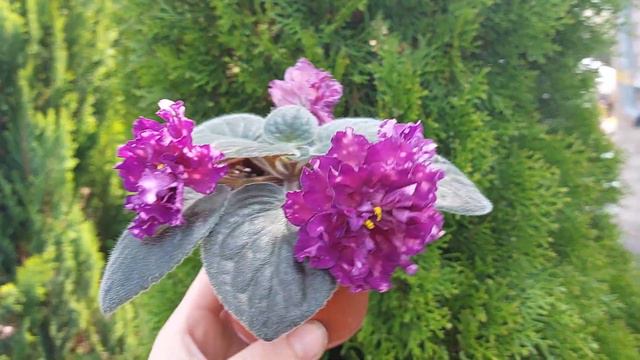 Фіалка Dn-Варта Пам'яті, новинка української селекції 2021 року! смотреть онлайн