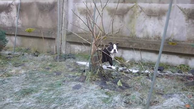 (13) Щенки бостон терьера ☘️ в питомнике АВЕСТА ВИВА🌹 смотреть онлайн