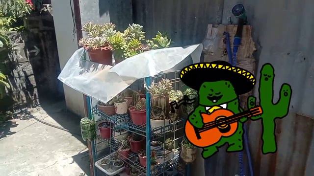 Summer na talaga | May nasunog #sacculent #lowland #summer #echeveria смотреть онлайн