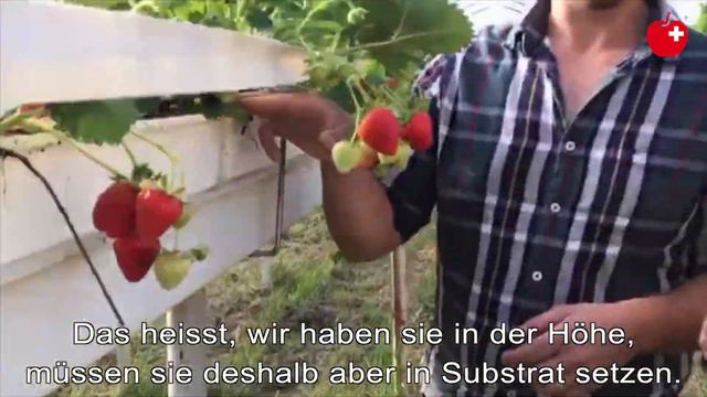 Kurzform: Die Reise der Erdbeere vom Anbauer zum Konsumenten смотреть онлайн