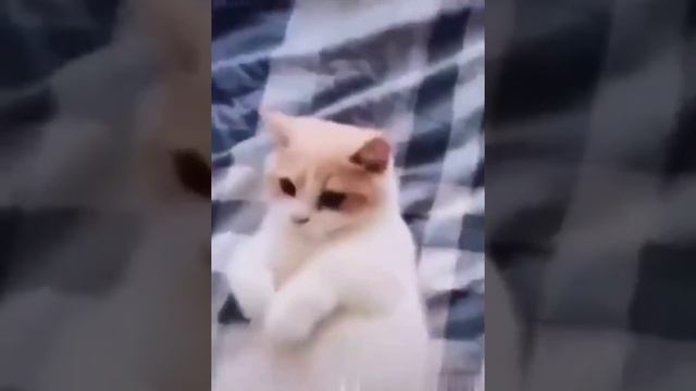 Меркантильная кисуня