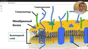 КЛЕТОЧНАЯ МЕМБРАНА строение функции ЕГЭ ОГЭ