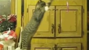 приколы животных