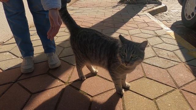 Beautiful cat with thick tail is more interested in my camera than me смотреть онлайн