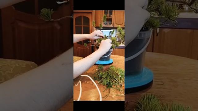 Бонсай из сосны горной. Начало смотреть онлайн