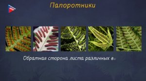 5 класс - Биология - Высшие споровые растения