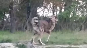 Гигант Кавказский Волкодав