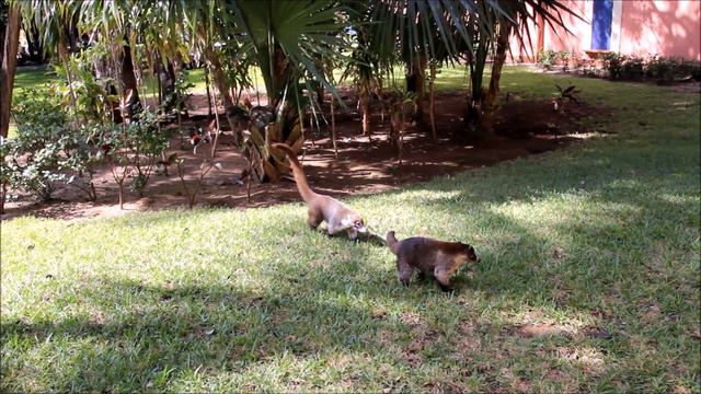 Мексика. Носухи отеля Riu Tequila в Плайя-дель-Кармен!