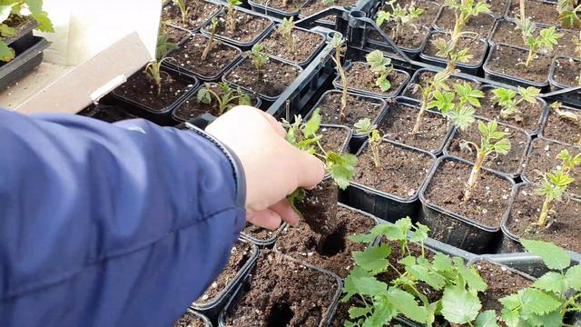 Саженцы Инвитро, пересаживаем на доращивание.
