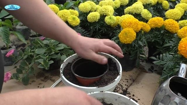 Ампельная петуния будет самой пышной! Всё, что с ней нужно сделать.