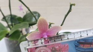 Лиодоро и Виолацея - орхидеи с револьверным типом цветения.