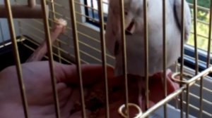 Как приручить кореллу