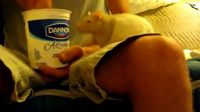 Что любит крыса на обед? смотреть онлайн