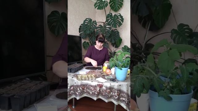 лук из семян за один сезон #сад #дача #огород смотреть онлайн