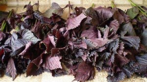 Как заготовить базилик