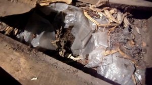 Ось кого ми знайшли на подвір`ї.