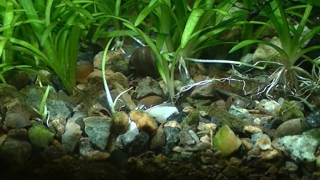 Мшанник месяц и неделя. Аквариум для мха. Выращиваем мох. Аквариумный мох. смотреть онлайн