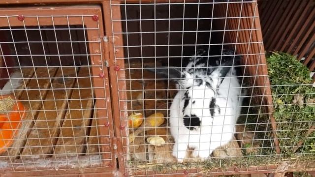 Передача из цикла "В мире животных". Много кроликов,кота и птиц. смотреть онлайн