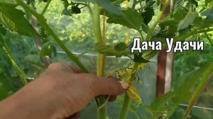 Помидоры достигли потолка теплицы! Что делать? Дача Удачи