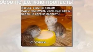 Смотреть онлайн смешные котята