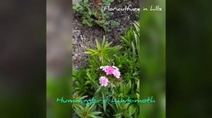 Hummingbird hawk-moth sucking nectar from Dianthus barbatus(sweet william)