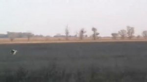 Охота с русскими псовыми борзыми