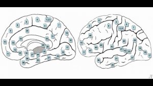 11.34.9 Подробное разъяснение. Префронтальная кора. Часть девятая