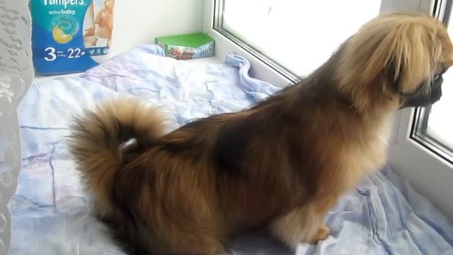 =)пекинес