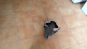 Pigeon mating Dance