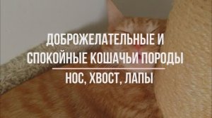 Самые спокойные и доброжелательные породы кошек