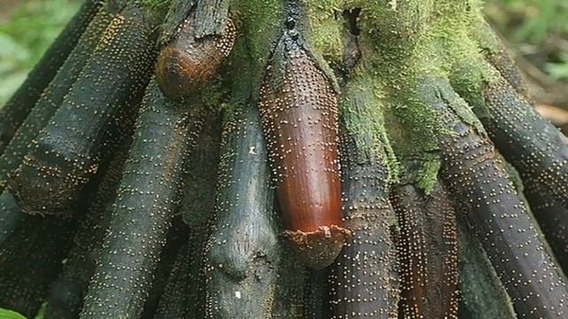 Странные деревья смотреть онлайн