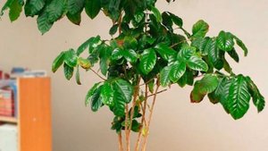 Кофейное дерево в квартире . Уход, размножение , пересадка
