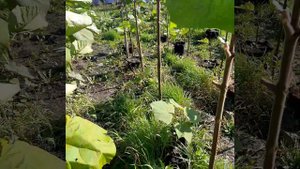 Павловния в Белгородской области #павловния  #paulownia #pavlovniya