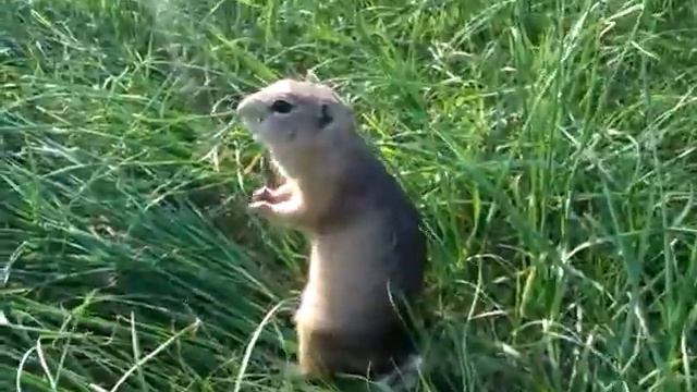 Суслик на острове Татышев смотреть онлайн