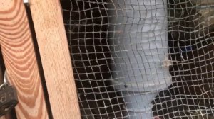 ШОК поймал Кто жрал кроликов !!!! Нападение на кроликов!!!