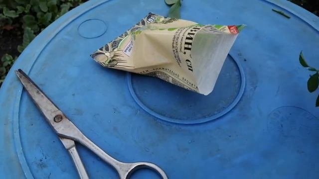 Укореняем черенки клематиса?