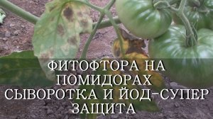 ФИТОФТОРА НА ПОМИДОРАХ СЫВОРОТКА И ЙОД ЗАЩИТА И ПОДКОРМКА / чем обработать помидоры от фитофторы