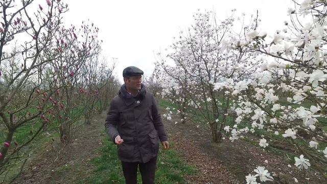 Magnolia ×loebneri 'Leonard Messel' - Van den berk over Bomen смотреть онлайн