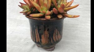 Design Tips: How to Select the Best Pots for Succulents