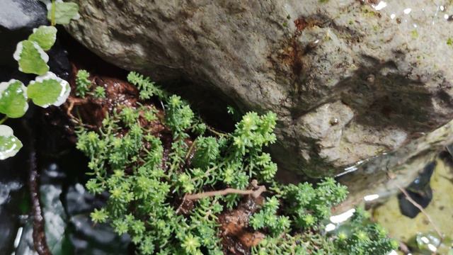 Палюдариум с подводной частью. смотреть онлайн