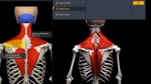 Анатомия.Трапециевидной мышцы. Функции, начало, крепление