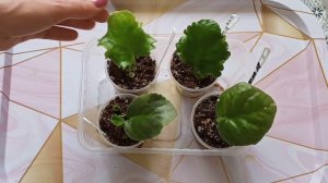 Детки фиалок очень быстро! Укоренение листика на фитиле! Детки проклюнулись...