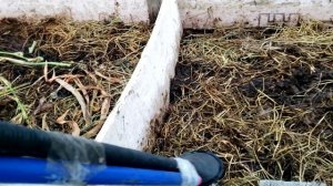 Разведение червей для рыбалки в буртах