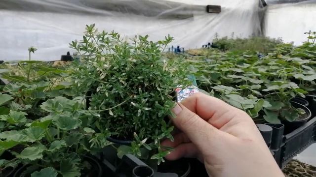 Гвоздика травянка из семян. Обзор смотреть онлайн