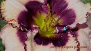 Лилейник гибридный Кристал Пино (crystal pinot) 🌿 обзор: как сажать, рассада лилейника Кристал Пино