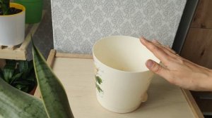 Как подобрать горшочек для разных сортов сансевиерий. Правильно выбираем объем и глубину горшка